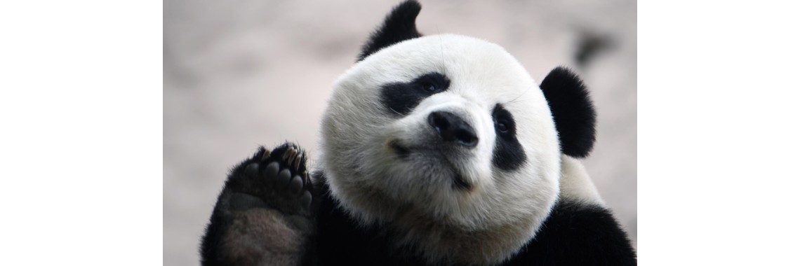 panda